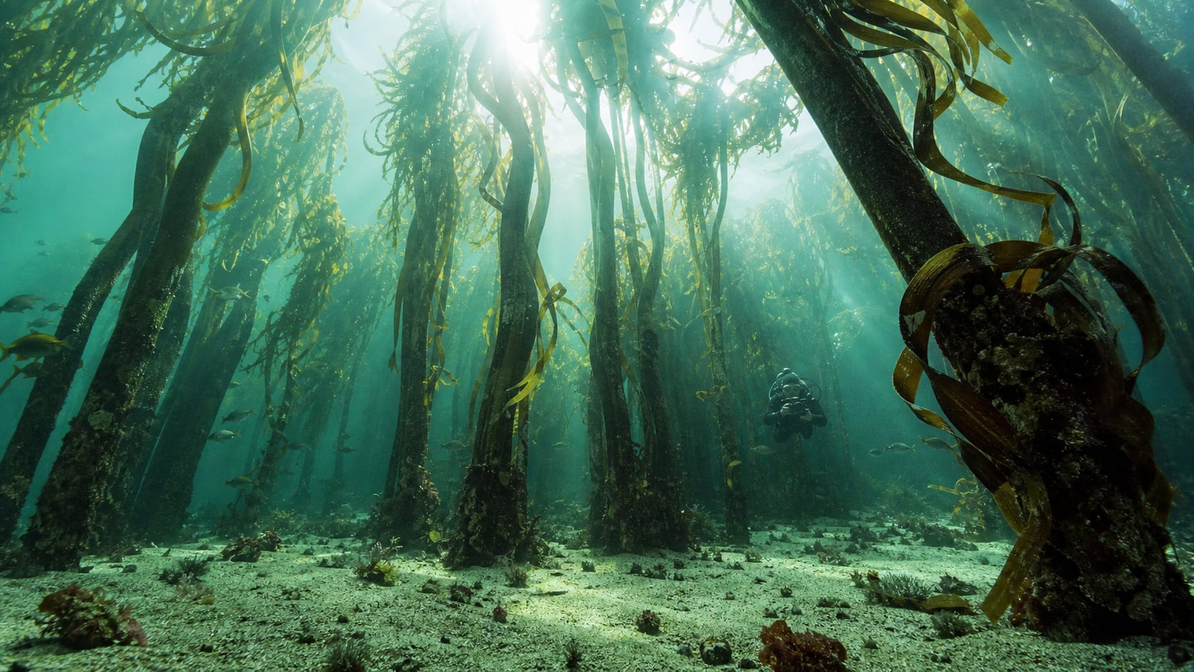 Kelp-Wald Unterwasserfotografie: Licht, ISO und Weitwinkel